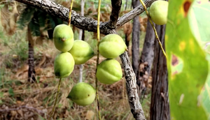 Kakadu Plums growing on the tree