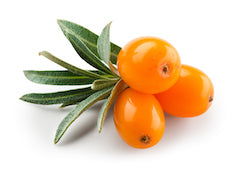 Sea Buckthorn fruit berries