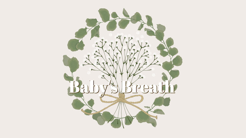 Baby’s Breath