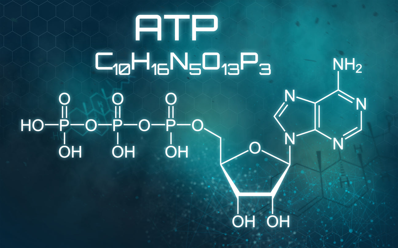 Creatine and Nootropic ATP