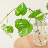 Pothos (Epipremnum aureum)