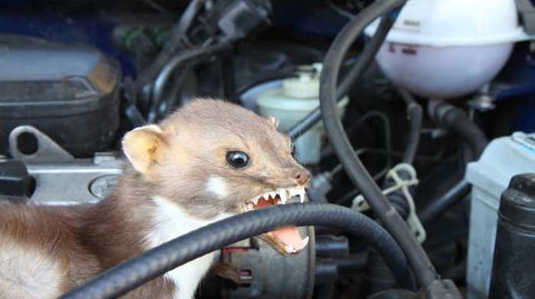 IREPELL - Next gen marten repellant - 10 ultimate tips how to get rid of  martens and drive away martens from your car. - IREPELL