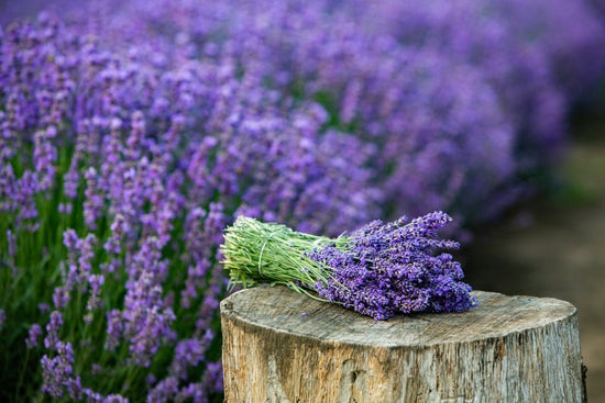 Lavendel gegen Mücken - hilft das wirklich? - IREPELL