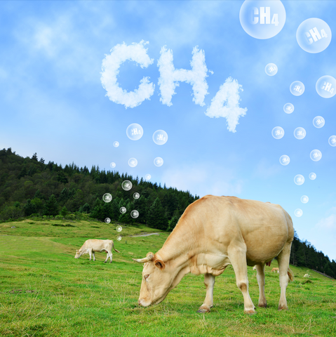 Cows And Methane