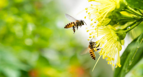 Bees - Pollinators