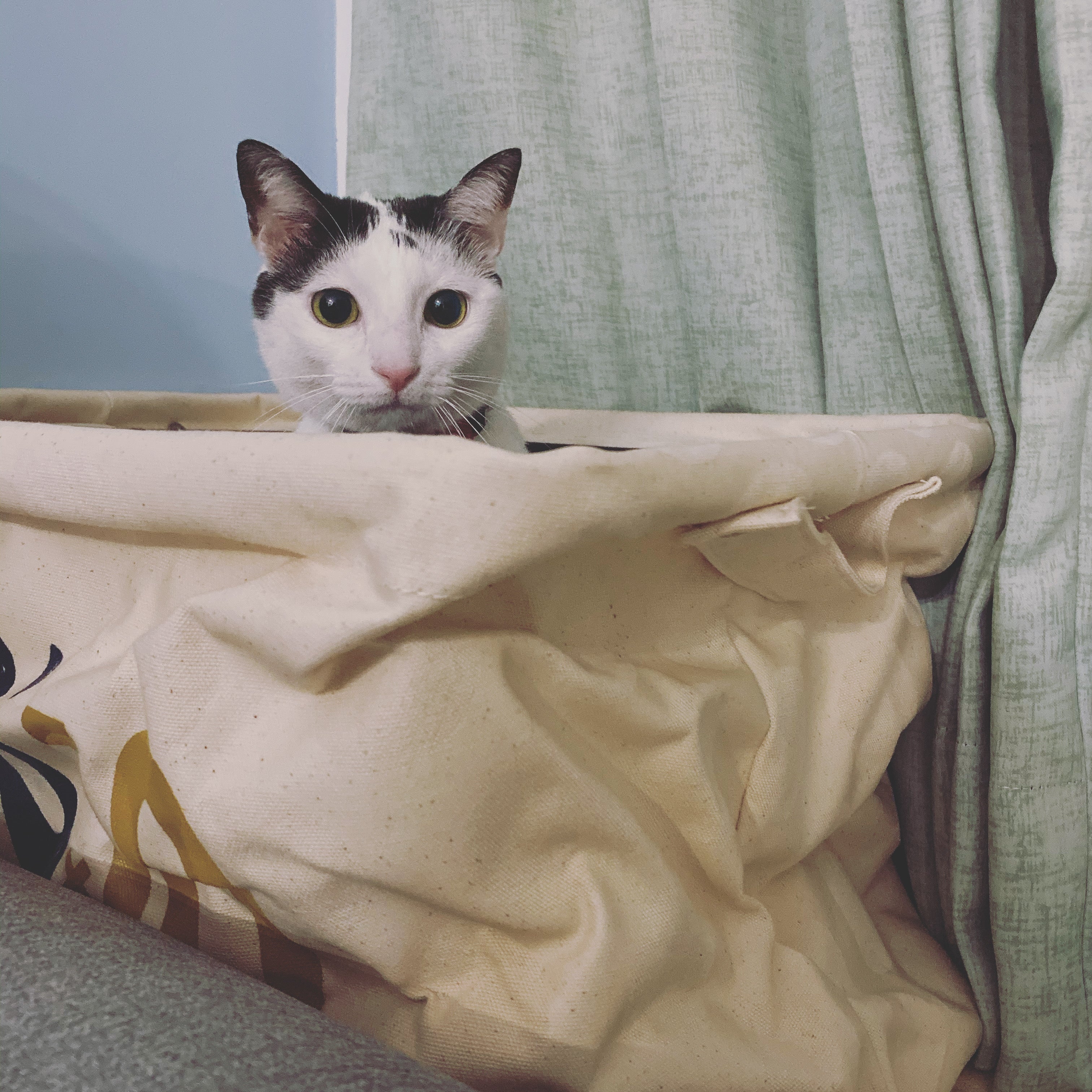 貓咪躲在布質箱子裡並注視前方