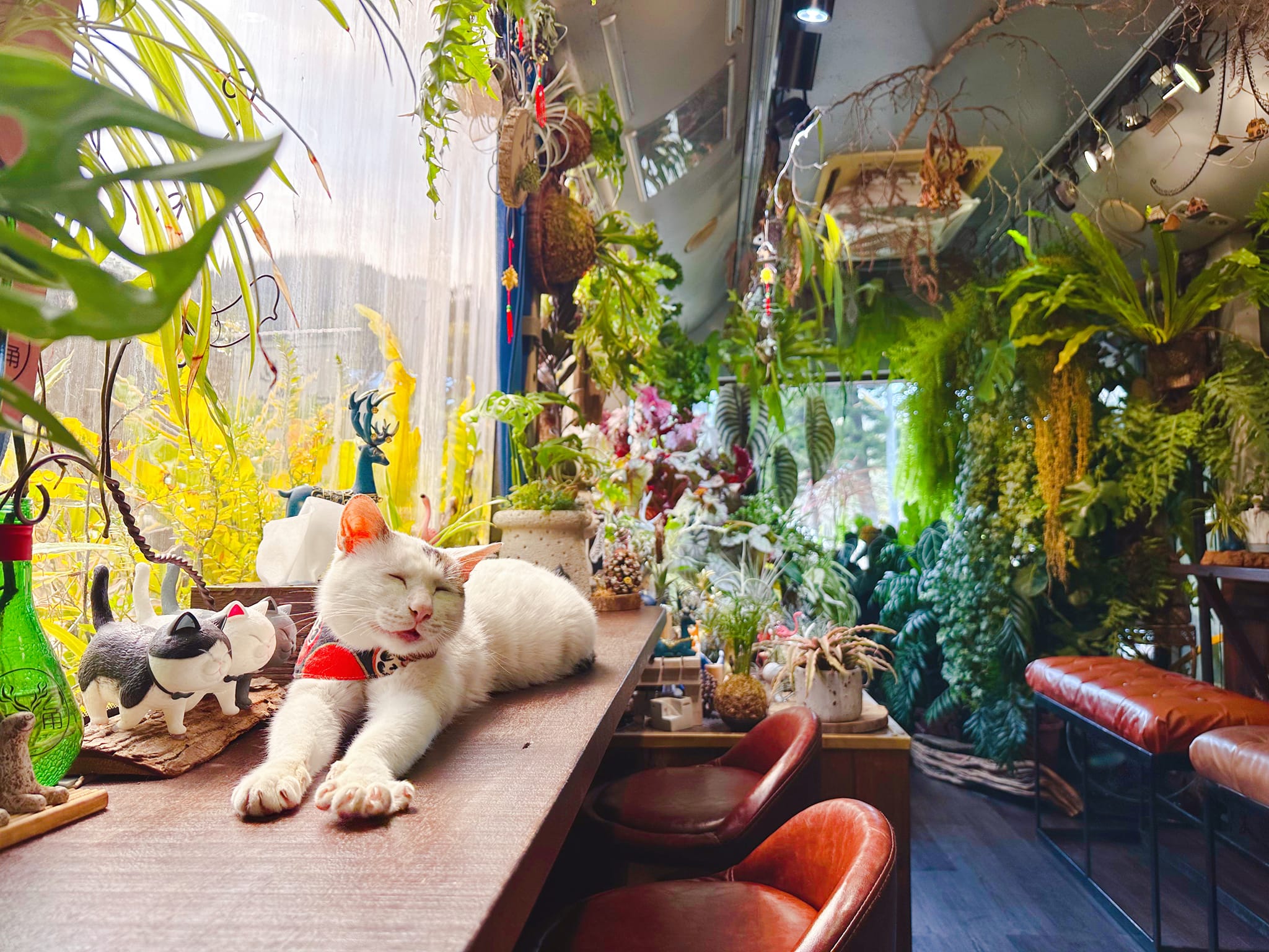 苗栗三義寵物友善咖啡廳鹿角Café，有親人的店貓、寬闊草皮可以讓寵物放風玩耍。