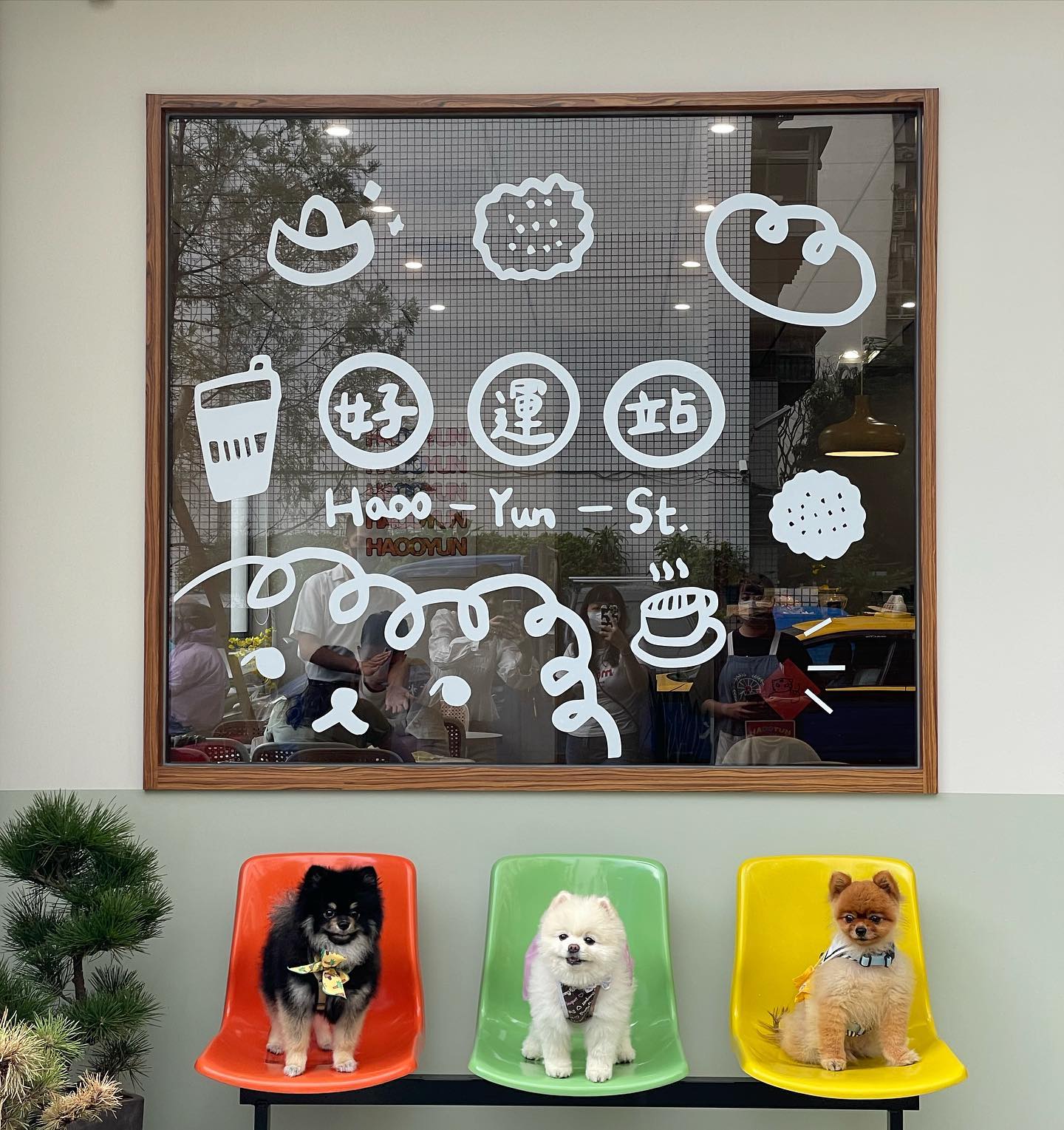 台北南機場夜市寵物友善咖啡廳Haooyun Station好運站，有三隻博美店狗非常親人。