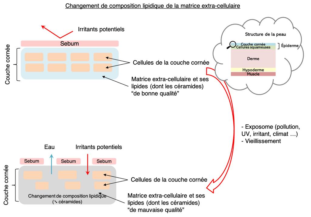 Changement de composition lipidiques de la matrice extra-cellulaire