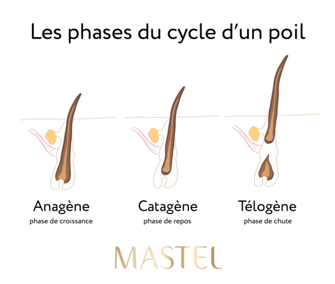 Phases du cycle du poil