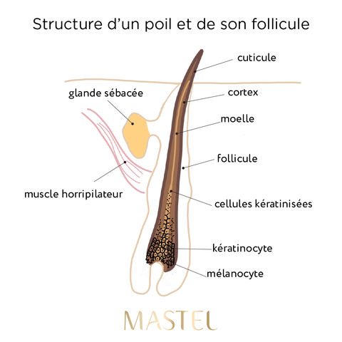 Structure du poil