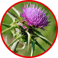 milkthistle compact