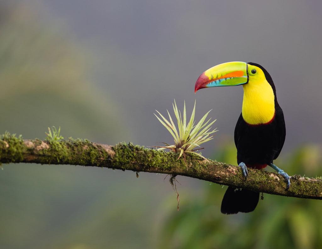 Costa Rica Wildlife Remote Work