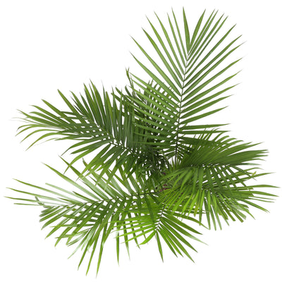 Majesty Palm Tree | Live Indoor Plant: 3 to 4-Feet Tall