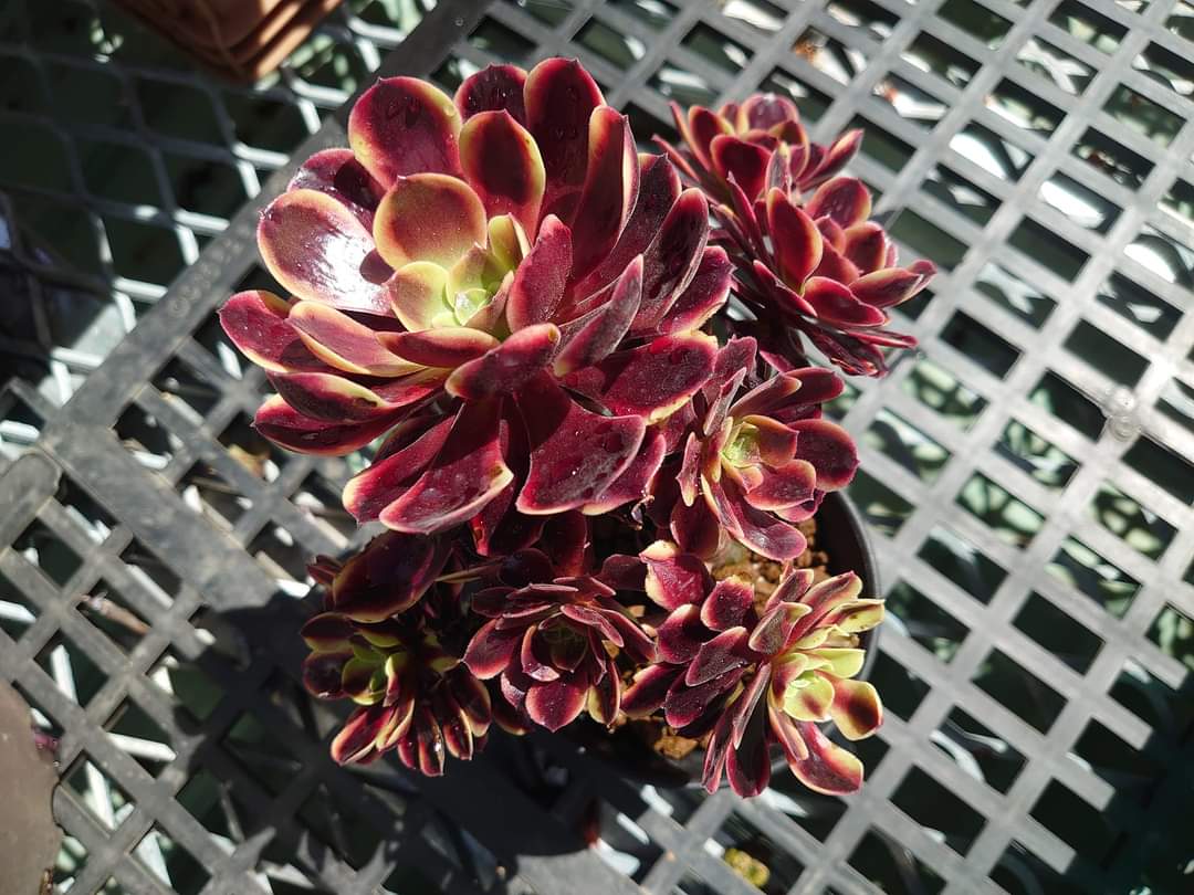 Aeonium Super Bang – Suksy succulent city