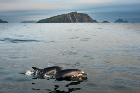 delfines