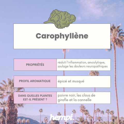 caryophylene terpene bienfaits