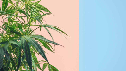 CBD vs. CBDa-Cannabispflanze