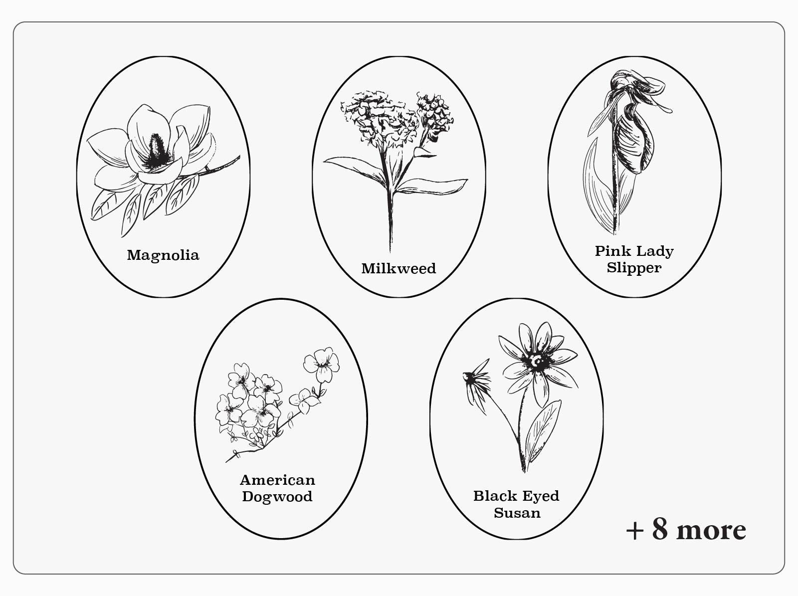 Graphic showing 5 art options with North American flower illustrations