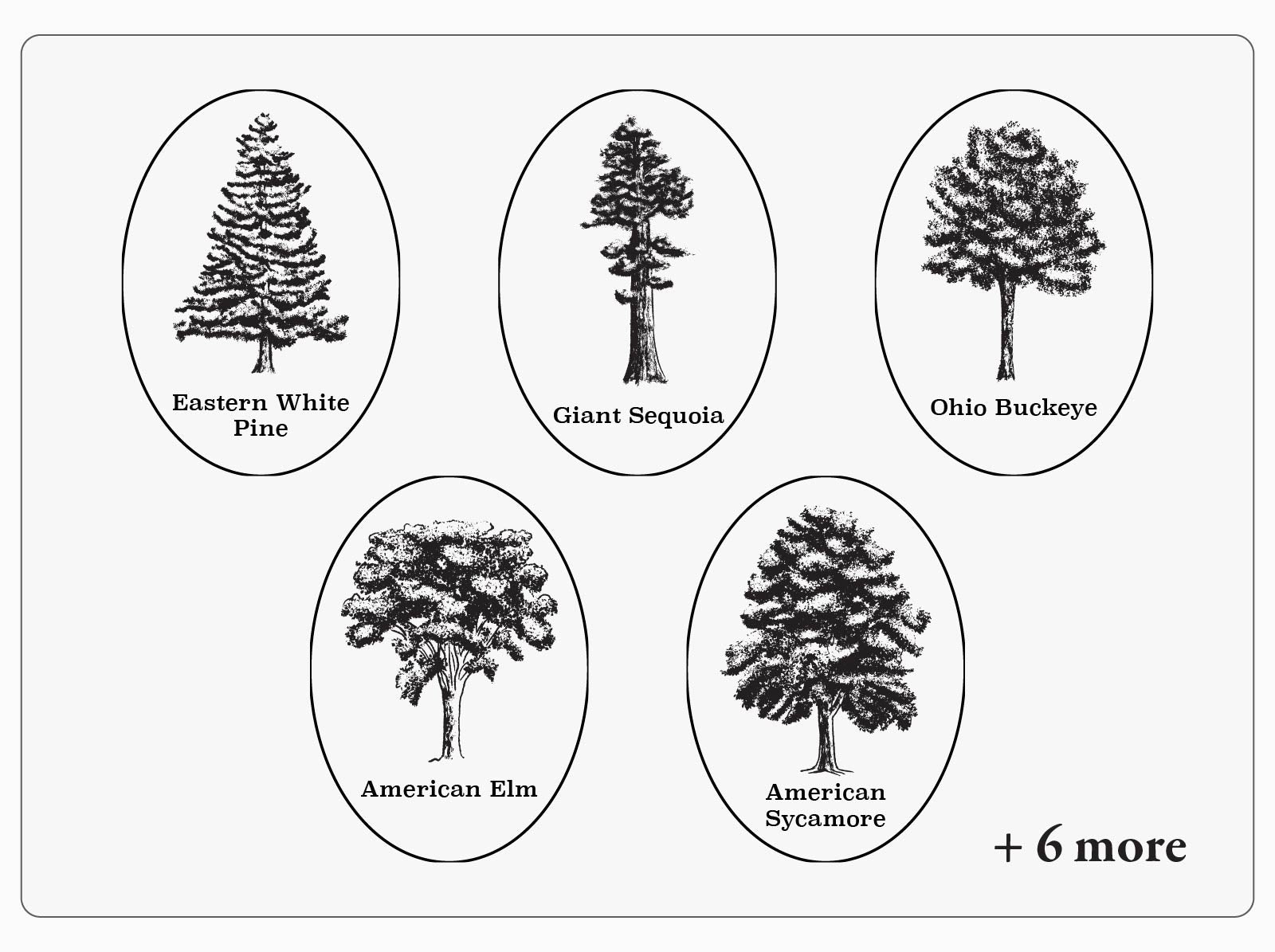 Graphic showing 5 art options with North American tree illustrations