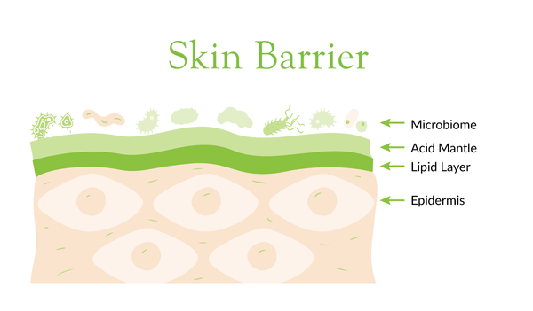 Skins Barrier layers explained