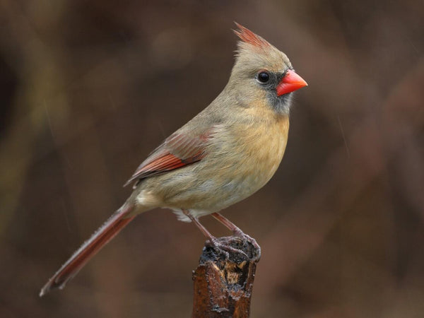 female northern cardinal