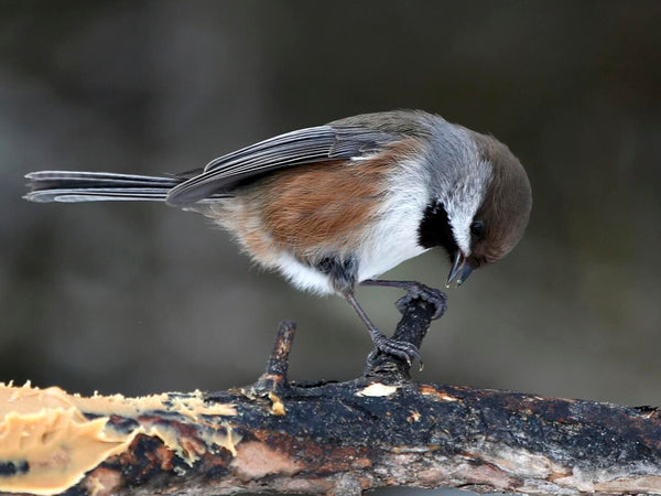 a boreal chickadee pecks a seed