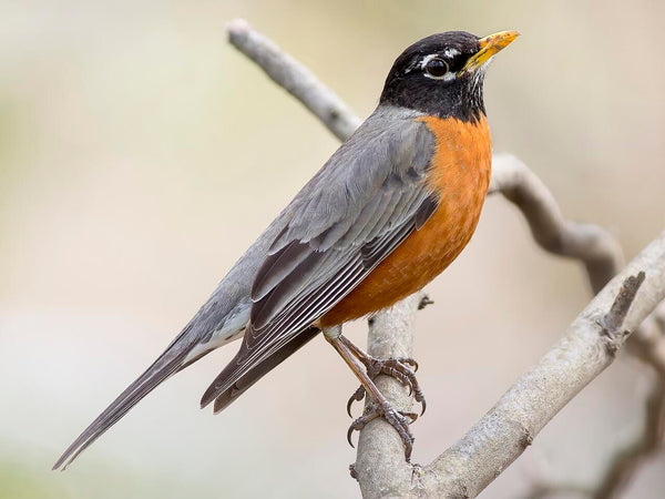 an american robin showing field marks