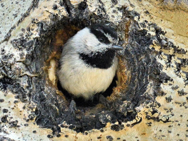 a mountain chickadee peeks out from its cavity nest