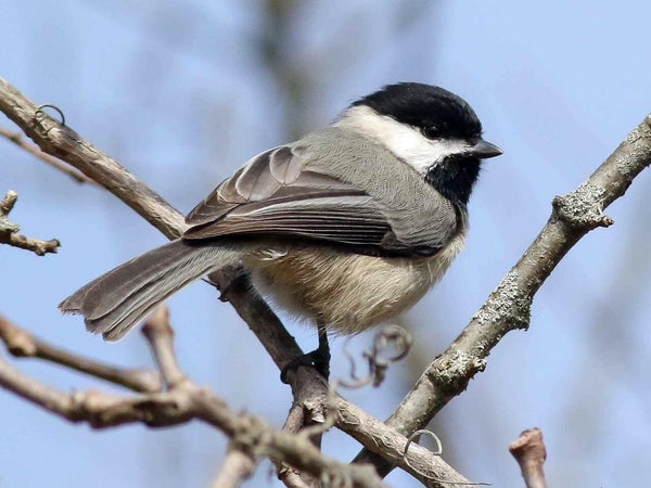 a carolina chickadee is perched in a tree