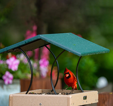 a Northern Cardinal sits on a fly-thru feeder by Birds Choice