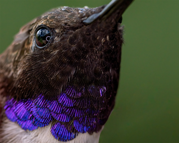 black-chinned hummingbird male