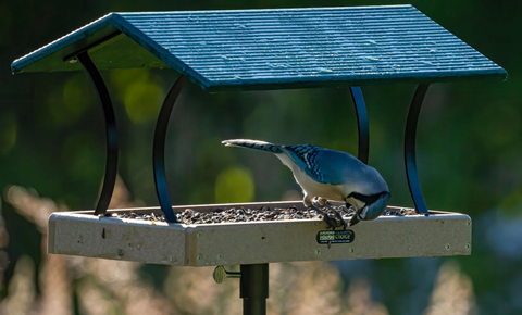 a blue jay sits on a birds choice fly thru feeder made from recycled plastic