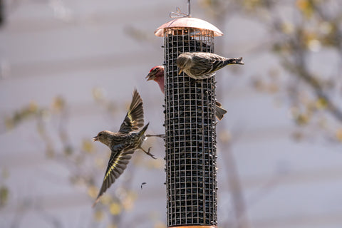 mesh tube feeder with Pine Siskins