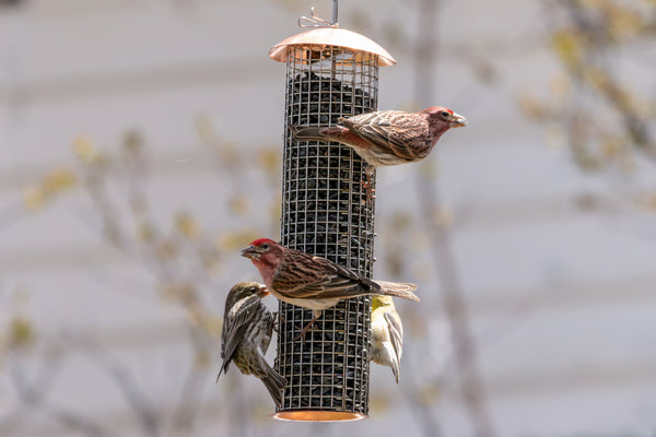 finches flock to a Bird's Choice mesh tube feeder