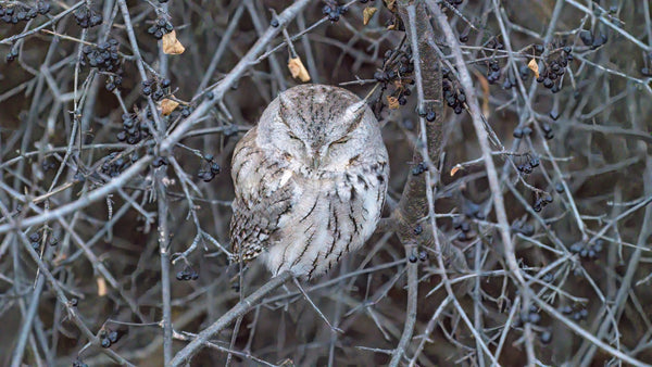 An Eastern Screech-owl looks sleepy.