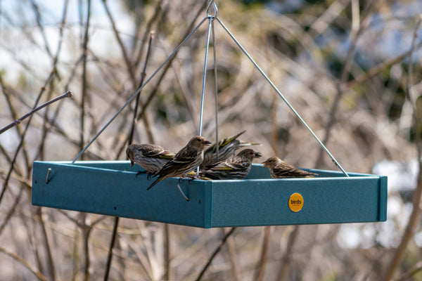 a flock of pine siskins sits on a Birds Choice platform feeder