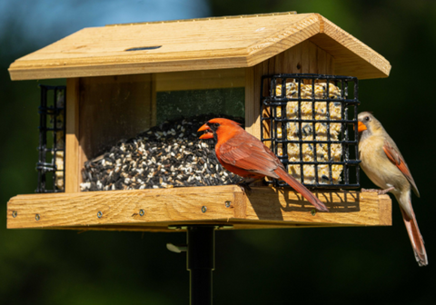 two Northern Cardinals eat sunflowerseeds on a Birds Choice hopper feeder