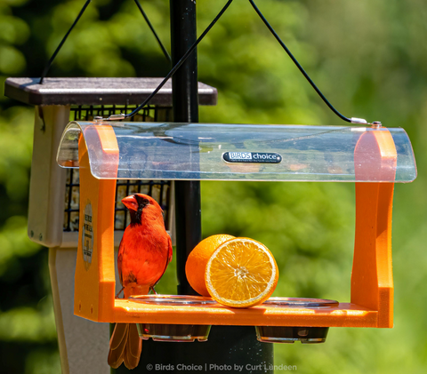 a cardinal sits on a birds choice oriole feeder
