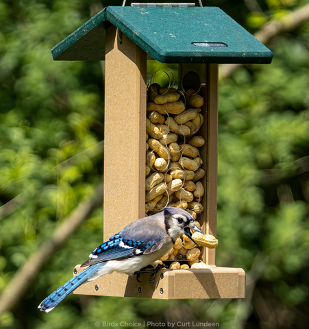 peanut feeder with a blue jay