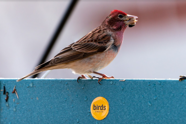 a cassin's finch sits on a birds choice platform feeder