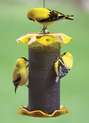 Birds Choice Finch Feeder with American Goldfinches