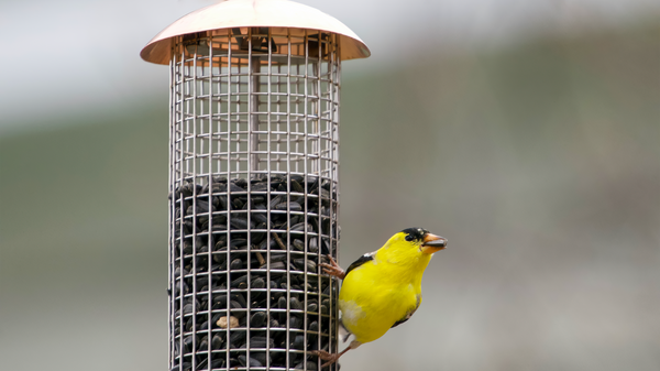 an american goldfinch sits on a copper collection mesh bird feeder