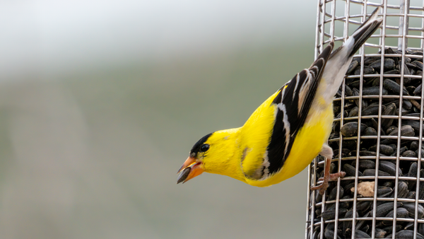 an american goldfinch eats a sunflower seed from a Bird's Choice mesh tube feeder