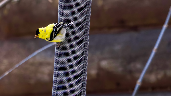 an American Goldfinch sits on a Nyjer feeder by Birds Choice