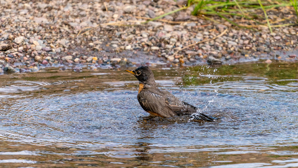 an american robin splashes in a shallow creek
