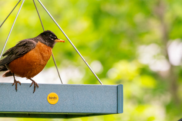 an american robin sits on a platform bird feeder after feasting