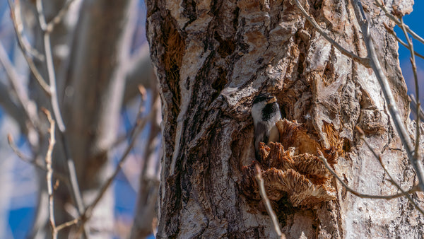 a black-capped chickadee builds its nest cavity