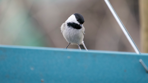 a chickadee sits on a platform