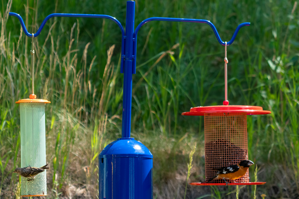 blue feeder pole with squirrel baffle